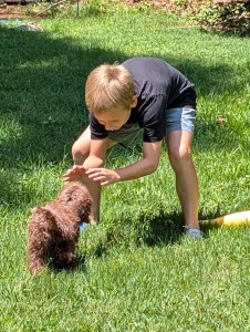 A young boy trains his puppy